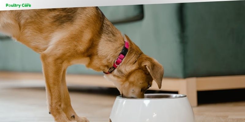 do dogs get tired of the same food