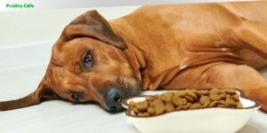 do dogs get tired of their food