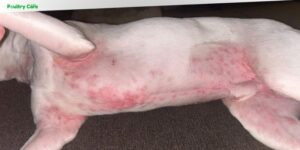 does food coloring irritate dogs skin