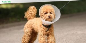 how long after neutering does behavior change dog