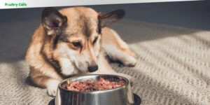 how long will my dog food last calculator