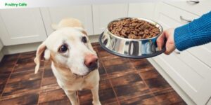 how many cups in a pound of dry dog food