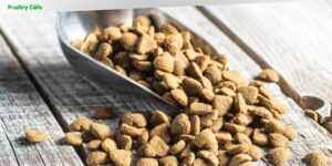 how much food per day for a dog