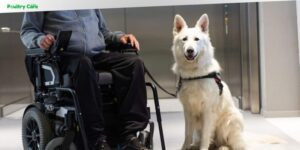 how to become a dog trainer for service dogs