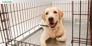 how to crate train a dog at night
