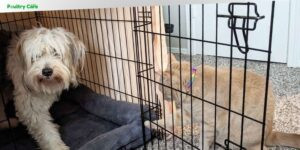 how to crate train a dog from a shelter