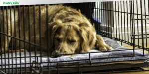 how to crate train a rescue dog