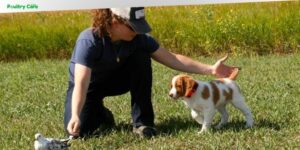 how to train a bird dog