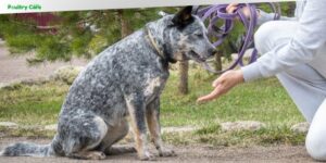 how to train a blue heeler dog