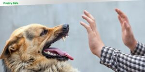 how to train a dog not to bite strangers