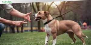how to train a dog to not be dog aggressive