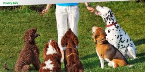 how to train a dog to stay in the yard