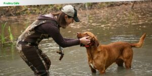 how to train a duck dog