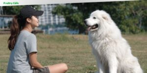 how to train a great pyrenees dog