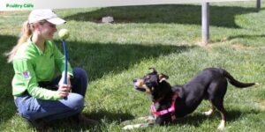 how to train a herding dog