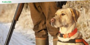 how to train a hunting dog