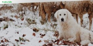 how to train a livestock guardian dog