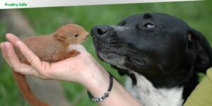 how to train a squirrel dog