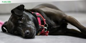 how to train an anxious dog