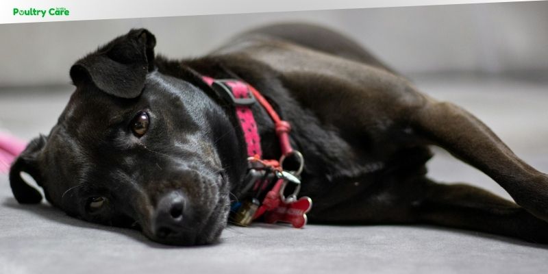 how to train an anxious dog