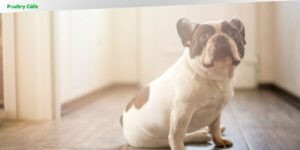 how to train dog not to bark at doorbell