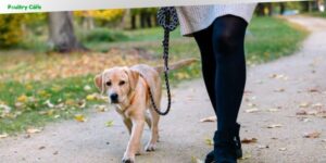 how to train dog to heel