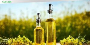 is canola oil in dog food bad