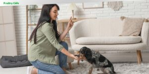 is it ever too late to train a dog