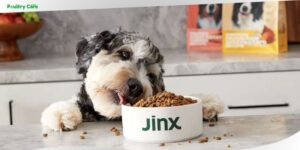 is jinx dog food vet approved