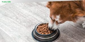 is nutro natural choice a good dog food