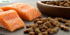 is salmon dog food good for dogs