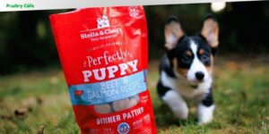 is stella and chewy good dog food