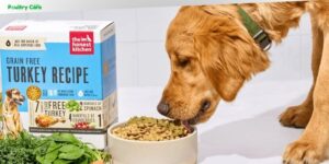 is the honest kitchen good dog food