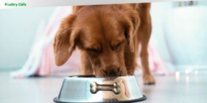 what are mixed tocopherols in dog food