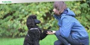 what are the 5 golden rules of dog training