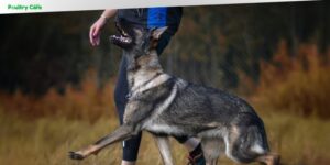 what does heel mean in dog training