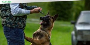 what dogs are easy to potty train