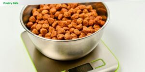 what is a kcal in dog food