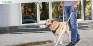 when were guide dogs first trained to lead the blind