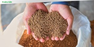 Why Quality Poultry Feed Makes a Daily Difference