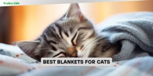 best blankets for cats