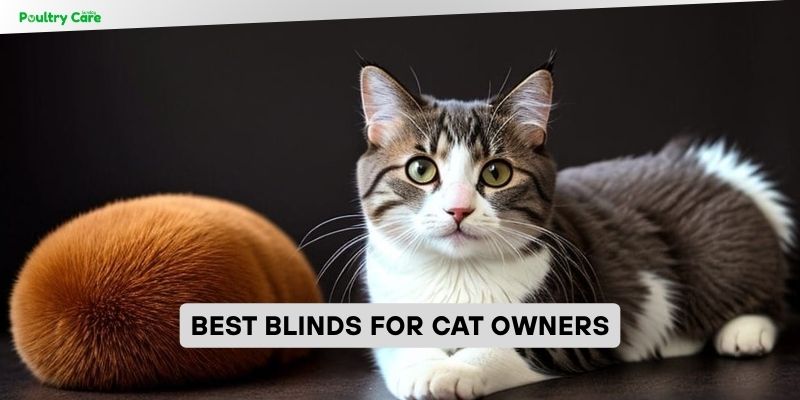 best blinds for cat owners