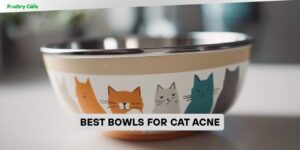 best bowls for cat acne