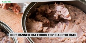 best canned cat foods for diabetic cats