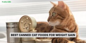 best canned cat foods for weight gain