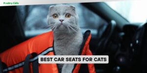 best car seats for cats