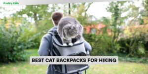 best cat backpacks for hiking