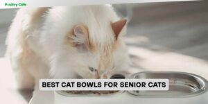 best cat bowls for senior cats