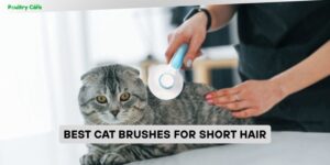 best cat brushes for short hair