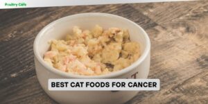 best cat foods for cancer
